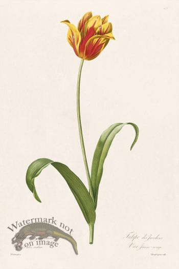 Les Liliacees Redoute 477